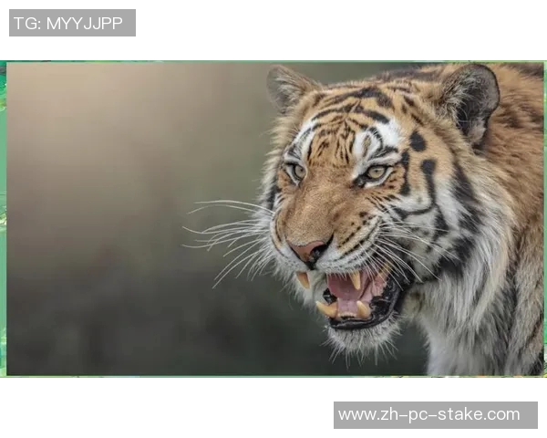 老虎与人类的对抗与共生探讨自然界中的生存智慧与生态平衡